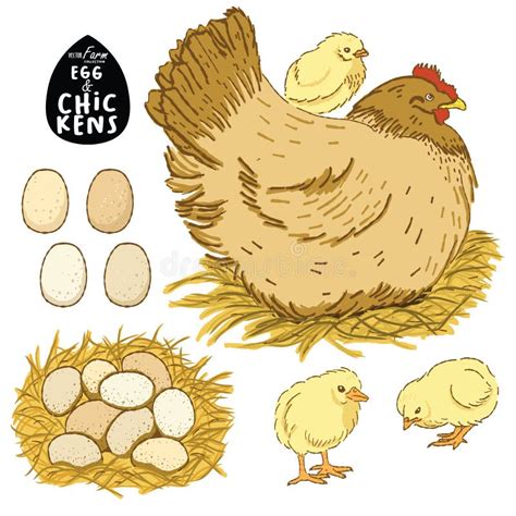 Chickens And Egg Hand Drawn Vector Stock Vector Illustration Of Fowl