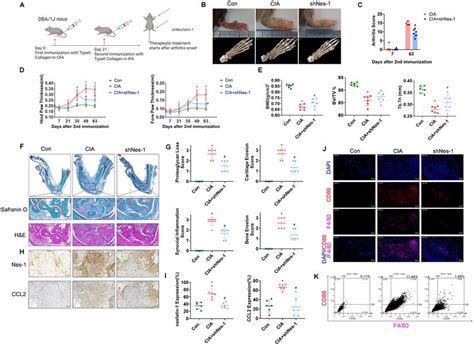 Nesfatin 1 Stimulates CCL2 Dependent Monocyte Migration And M1