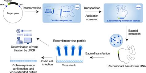 Bacuvance Baculovirus Insect Cell Expression System