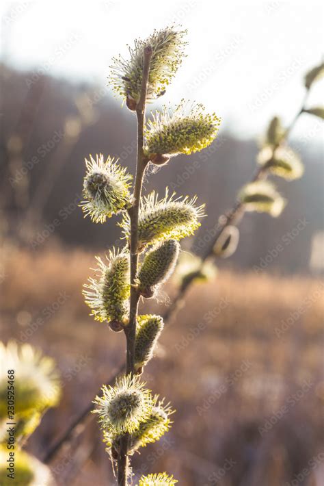 Risen Blooming Inflorescences Male Flowering Catkin Or Ament On A Salix