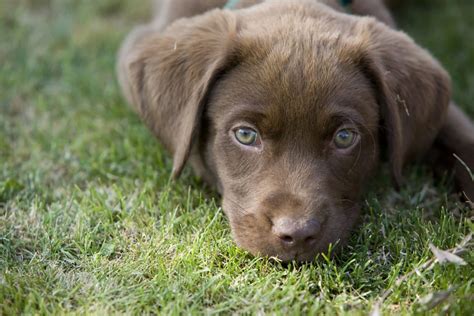 11 Amazing Chocolate Lab Breeders From All Over The Usa