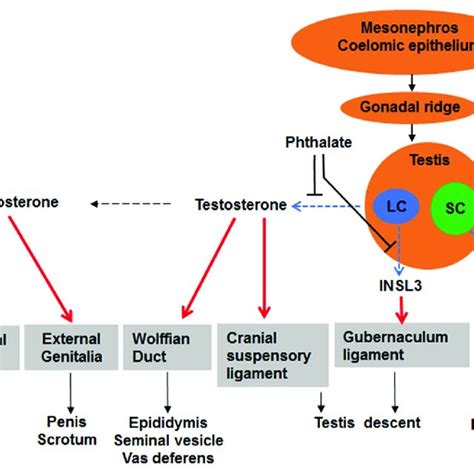 Illustration Of Sexual Differentiation And Phthalate Action The