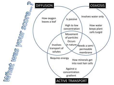 Compare And Contrast Osmosis And Diffusion Venn Diagram Venn