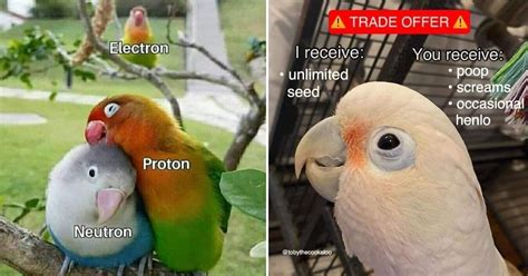 Avian Memes For Bird Lovers With a Sense of Humor - Memebase - Funny Memes