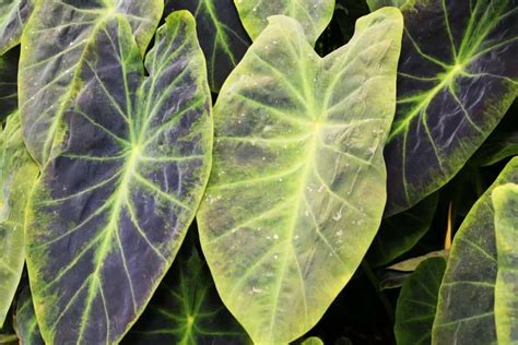 Colocasia Gigantea Plant Care And Tips Plantly