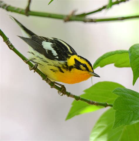 Blackburnian Warbler Unlike Western Warblers Where The Pra Flickr