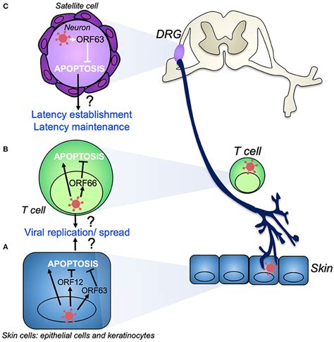 Frontiers Manipulation Of The Innate Immune Response By Varicella