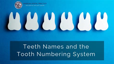 Teeth Names And The Tooth Numbering System Harrow Dental Practice Blog