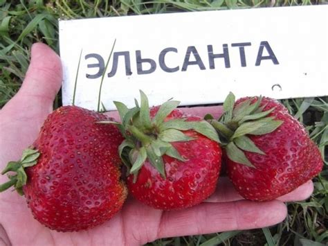 Земляника садовая, лучшие сорта с фото и описанием