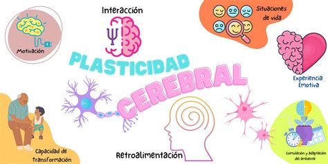 Plasticidad Cerebral Rompecabezas En L Nea