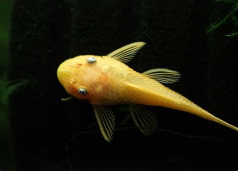 L144a Blue Eye Lemon Bristlenose Pleco Ancistrus Sp Tank Bred