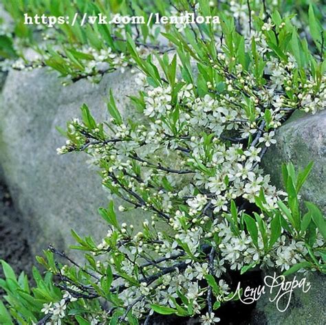 01-005-00313 Вишня карликовая песчаная: купить в каталоге «ЛЕНИФЛОРА ...