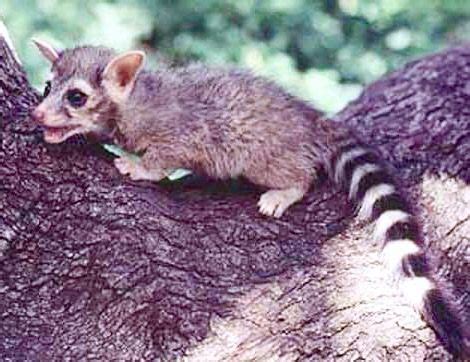 Baby Ringtail Cat | Mammals, Marsupial, Cats