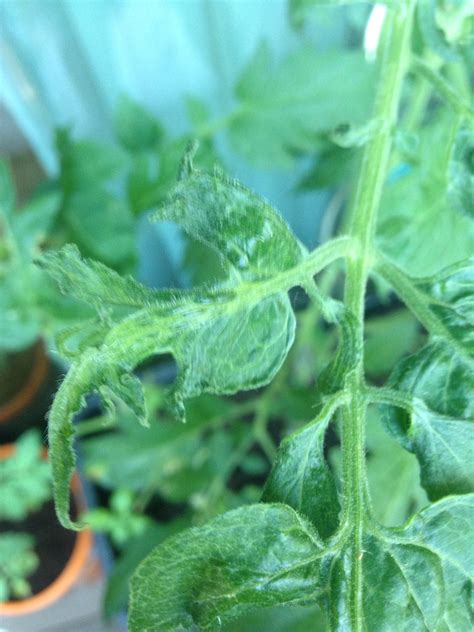 Tomaten Eigenartige Krankheit Hausgarten Net