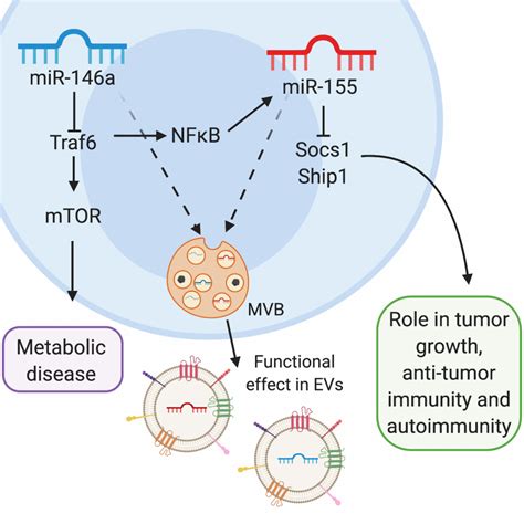 MicroRNA Regulation Of Inflammation And Immunity Discovery And