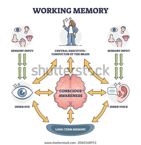 Working Memory Conscious Awareness Outline Diagram Stock Vector