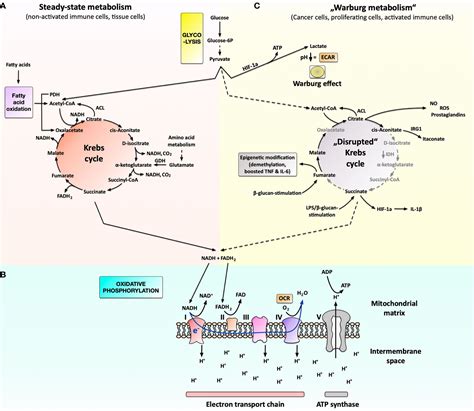 Frontiers Immune Metabolism Of IL 4 Activated B Cells And Th2 Cells