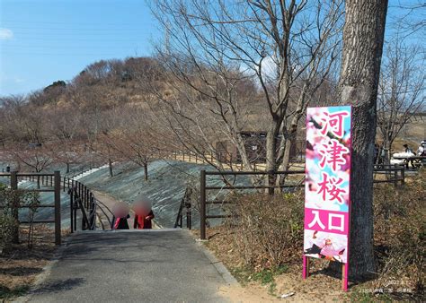 いわき市総合観光案内所 On Twitter 21世紀の森公園の河津桜の開花状況をご紹介いたします。 画像は昨日12日（土）に撮影しました