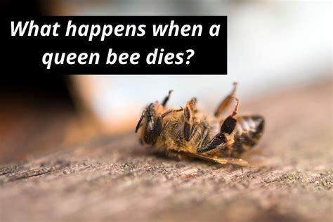 What Happens When A Queen Bee Dies Or Is Killed