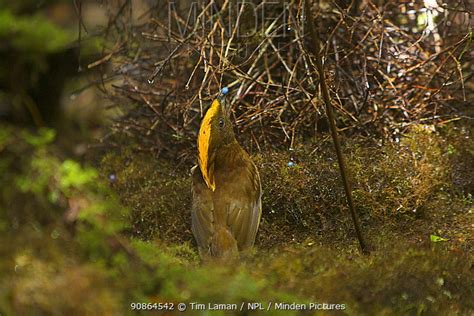 Yellow Fronted Bowerbird Stock Photo Minden Pictures