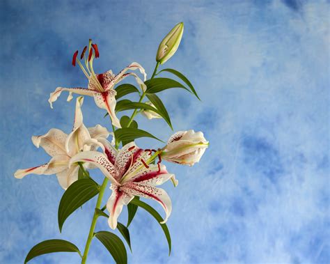 Lily Dizzy Bulbs — Buy Online At Farmer Gracy Uk