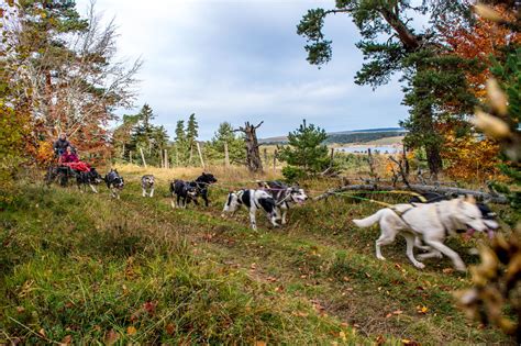 Les balades à chiens de traineaux cani rando Hautes Terres Tourisme