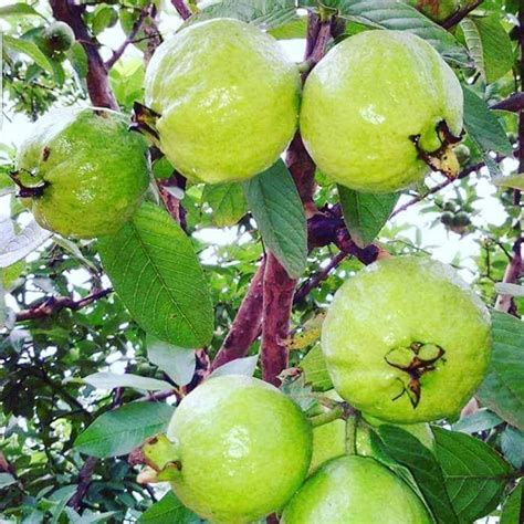 Guayaba Frutas Ex Ticas Cultivo De Rboles Frutales Arbol De Frutas