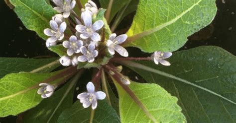 Unearthing The Magickal Mandrake | Mat Auryn