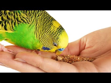 Budgies Types Budgies Lifespan Budgies Food Budgies Budgies Birds