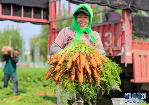 山东莱西：胡萝卜获丰收 新华网