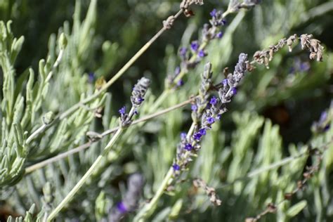 Herbs De Provence Seasoning For Austin James Wine And Food Pairing