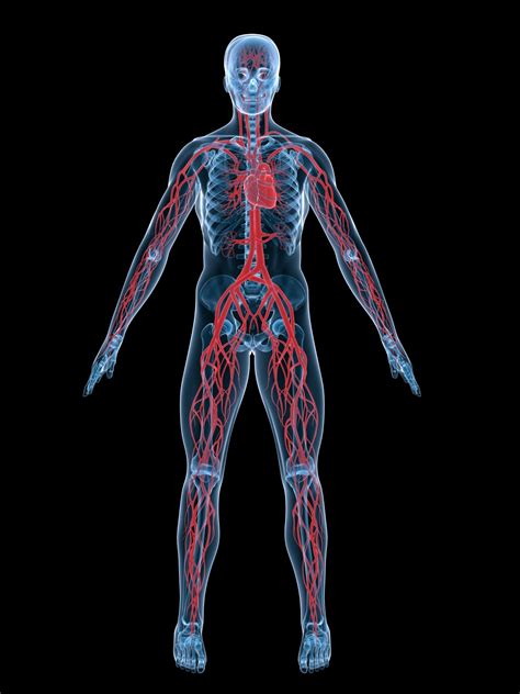 Diagram Of The Human Circulatory System Human Circulatory Sy