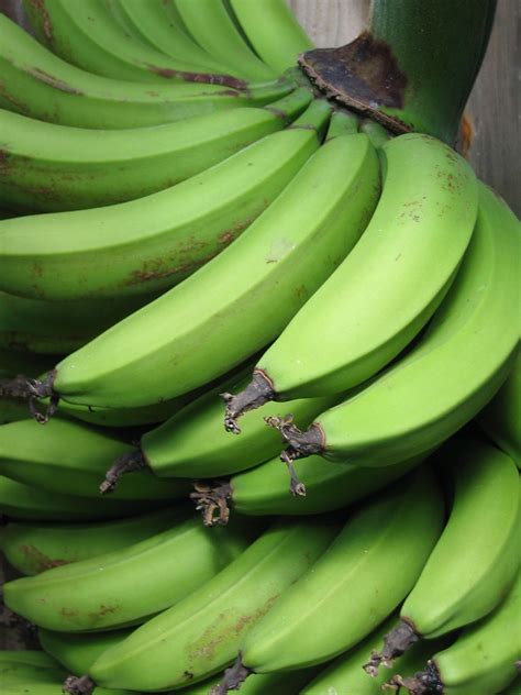 Bananas Green Jamaican Bananas Musa Sapientum L Var Gr Flickr