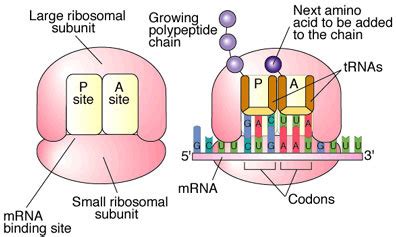 Understanding Cellular Structure And Function Flashcards Quizlet