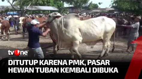 Resmi Kembali Dibuka Pasar Hewan Tuban Diserbu Penjual Sapi Lokal Dan