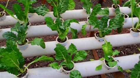 Hydroponic Garden Using Pvc Pipe Tutorial Hidroponik