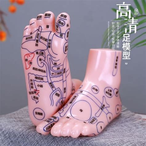 Engraved Version Clear Foot Reflection Area Model Foot Massage Point