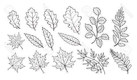 Oak Leaf Line Drawing