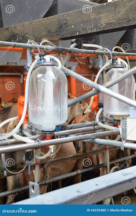 Cows With A Man Is Milking In A Dairy Farm Royalty-Free Stock Photo | CartoonDealer.com #110298687