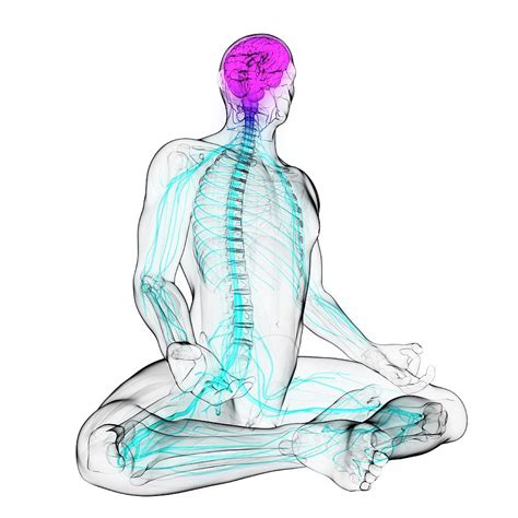 Healthy Central Nervous System Photograph By Sciepro Science Photo