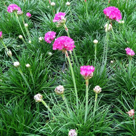 Photo #74854 | Armeria maritima 'Splendens' | plant lust