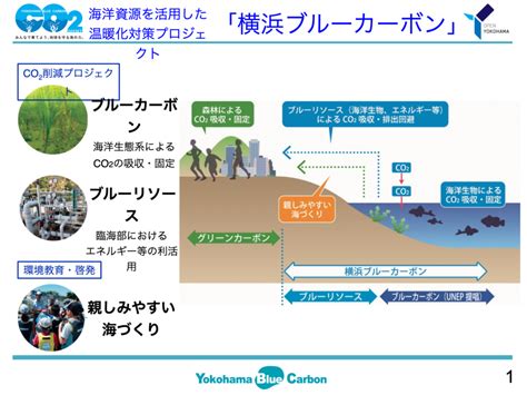 海を守り、地域を潤す。横浜市のサステナブルな循環型事業「横浜ブルーカーボン」 Circular Economy Hub サーキュラー