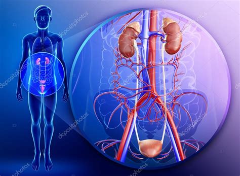 Male Urinary System Stock Photo By ©pixdesign123 55501669