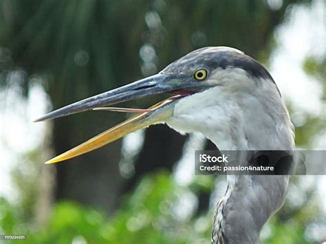 Great Blue Heron Headshot Mouth Open Showing Its Tongue Stock Photo