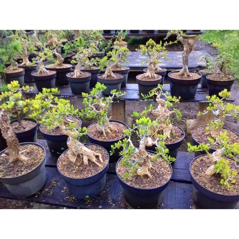 Jual Tanaman Hias Bonsai Buxus Shopee Indonesia