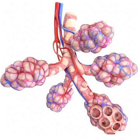 3d Realistic Human Bronchi Alveoli Model Turbosquid 1555769