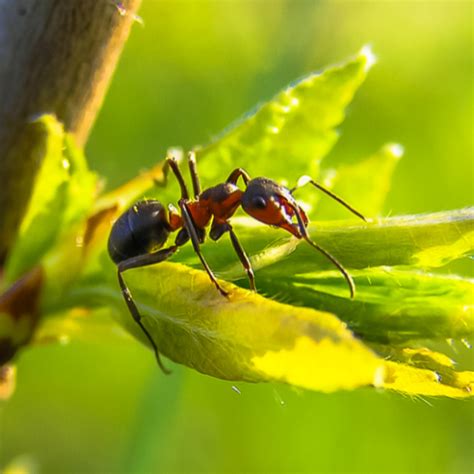 Tackling The Surge In Ants Sydneys Best Pest Control 1800 819 189 Guaranteed Results