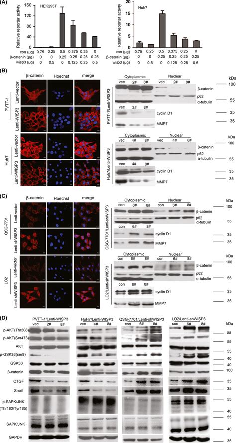 WISP3 repressed βcatenin TCF transcriptional activity by inhibition of