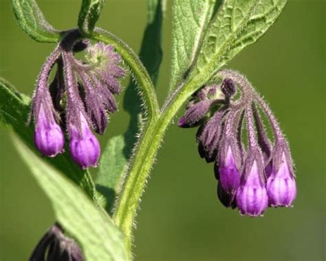 Consoude Au Jardin Conseils De Culture Et D Utilisations Au Potager Bio