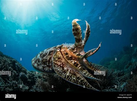 Red Or Brownish Octopus On Coral Reef In The Great Barrier Reef In